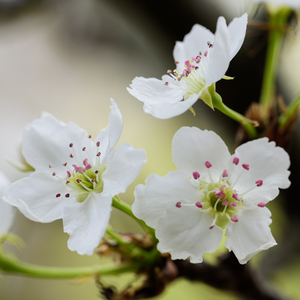 video美娜子自慰
